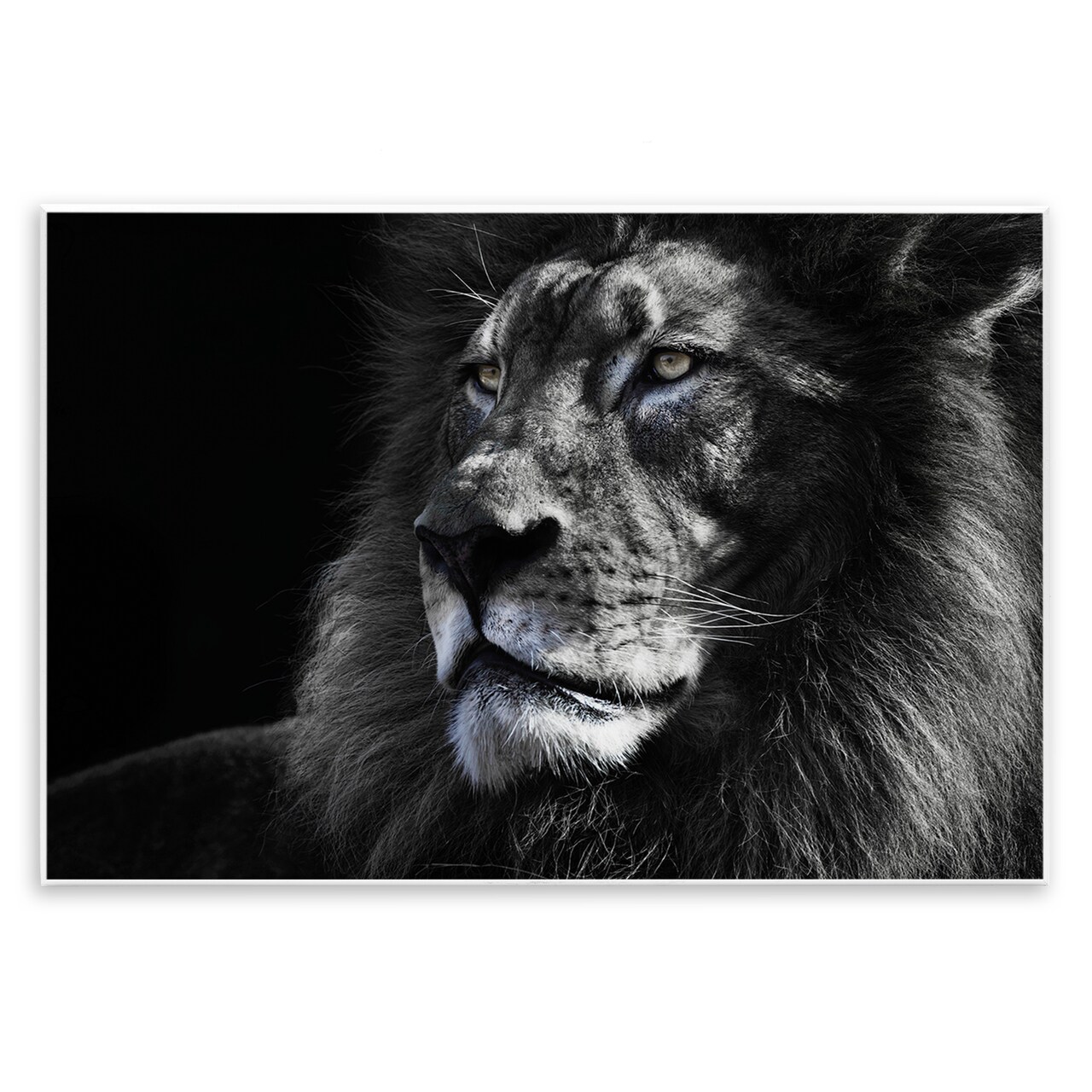 Stupell Industries Lion Portrait Close Up Wall Plaque By Danita Delimont